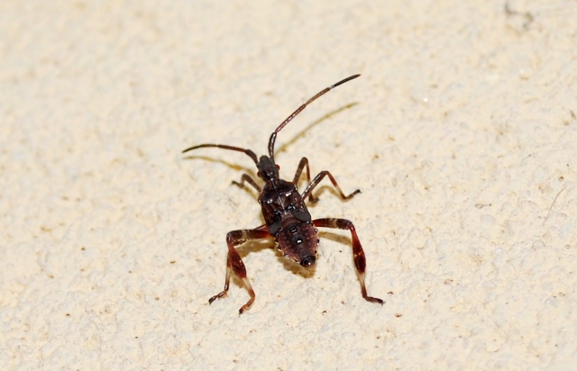 Coreidae: ninfa di Leptoglossus occidentalis nel Bolognese